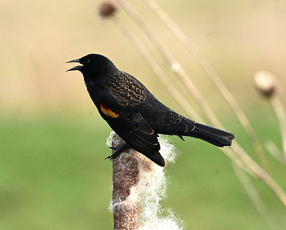Red-winged Blackbird 2