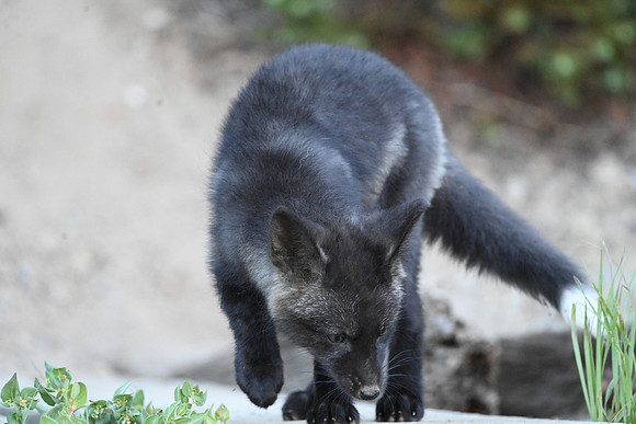 Cascade Fox Kit