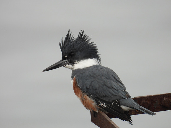 Belted Kingfisher 4