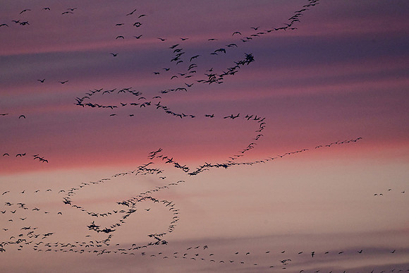 Snow geese Artwork