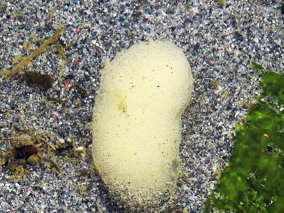 Hudson's Yellow Margin Dorid