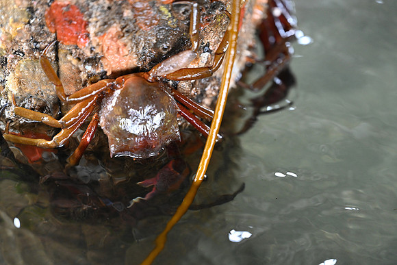 Northern Kelp Crab