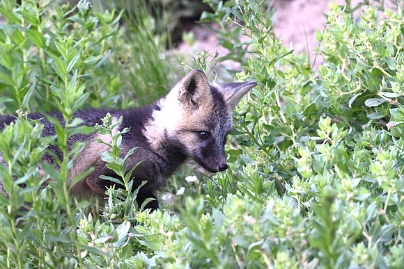 Cascade Fox 2448