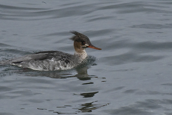 Red-breasted Merganser