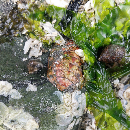 Lined Chiton