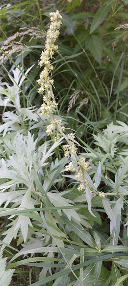 Pacific Wormwood G
