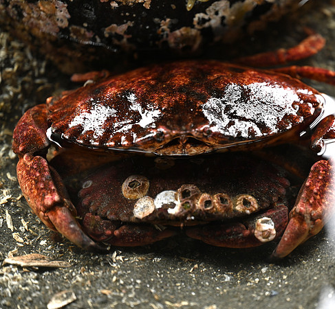 2 rock crabs