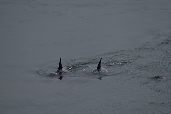 Orcas