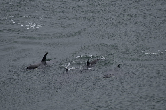 Orcas