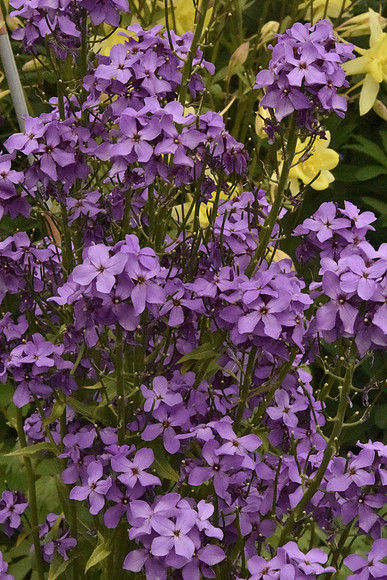 Phlox