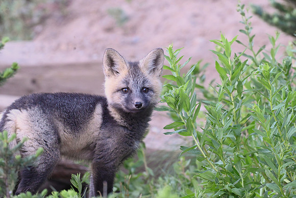 Cascade fox 2424