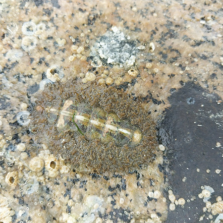 chiton