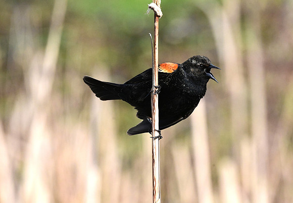 Red-winged Blackbird 7