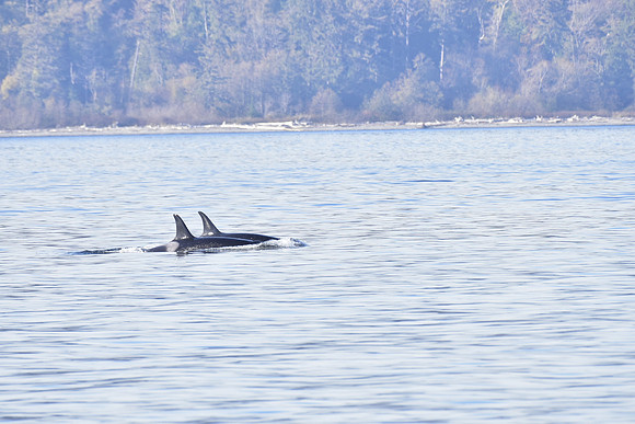 Orca