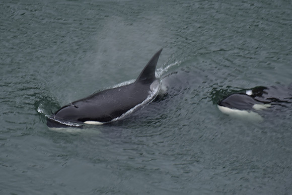 Orcas