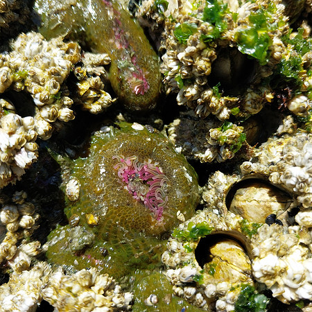Aggregate Green Anemone
