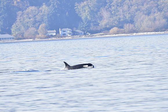 Orca