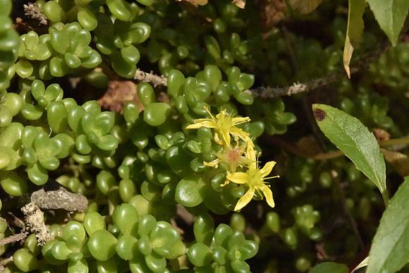 Spreading Stonecrop