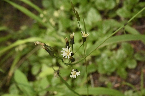 White-flowered Hawkweed