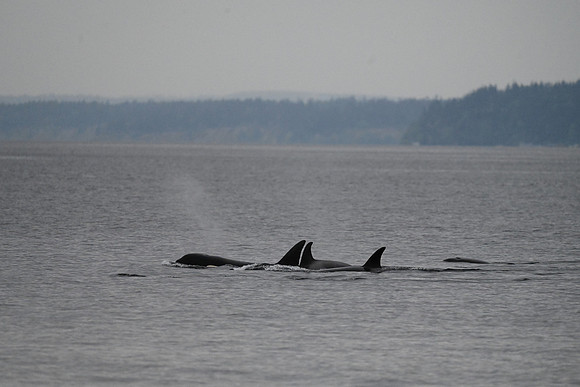 Transient Orcas