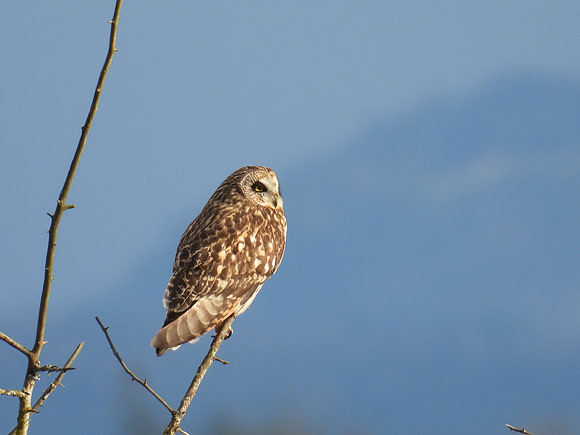Short-eared Owl 16