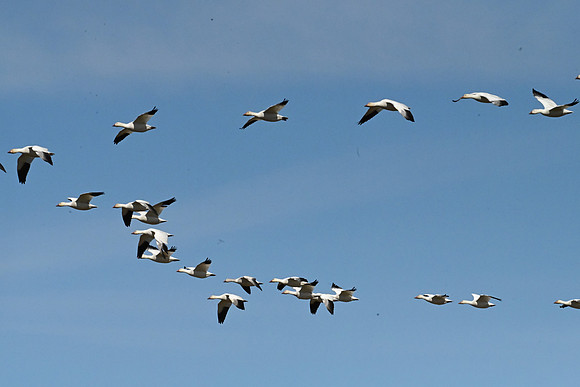 Snow Geese (2)