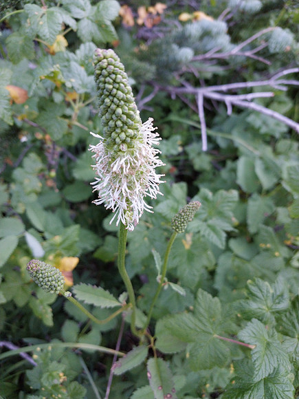 Sitka Burnet 2