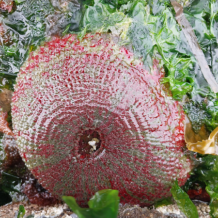 Painted Anemone