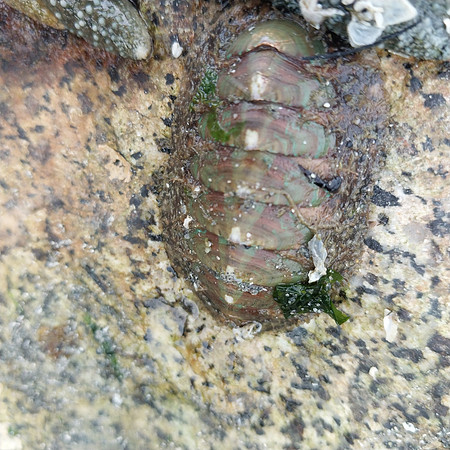 Chiton 7