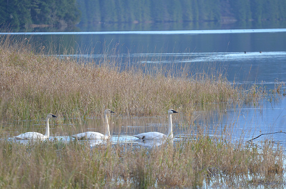 swans