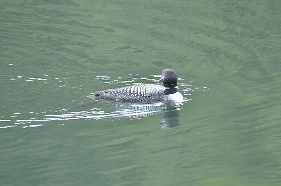 Loon 3 (1)