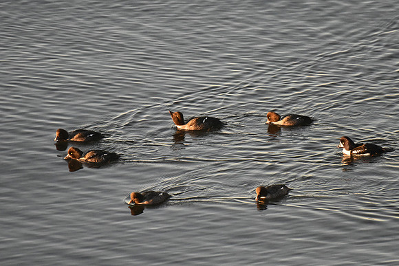Goldeneye