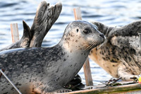 Harbor Seal