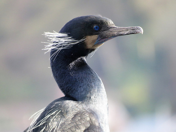 Brandt's Cormorant