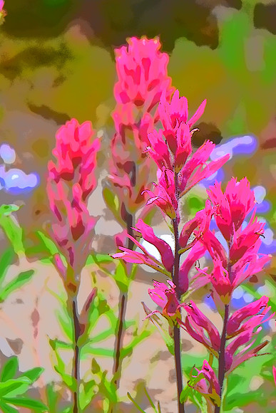 Lupine and Paintbrush