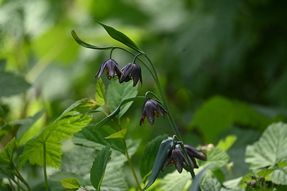 Chocolate Lilies