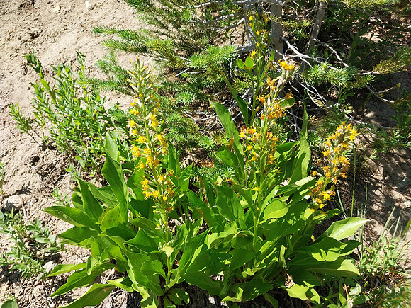 Rainieria stricta