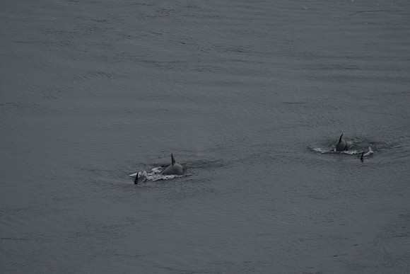 Orcas