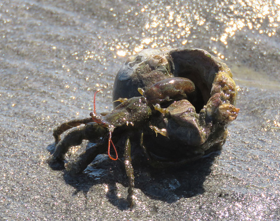 IMG_5513 (2) Hermit Crab