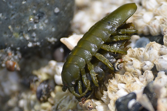 Rockweed Isopod