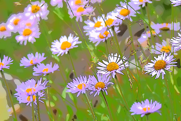 Mountain Daisies D
