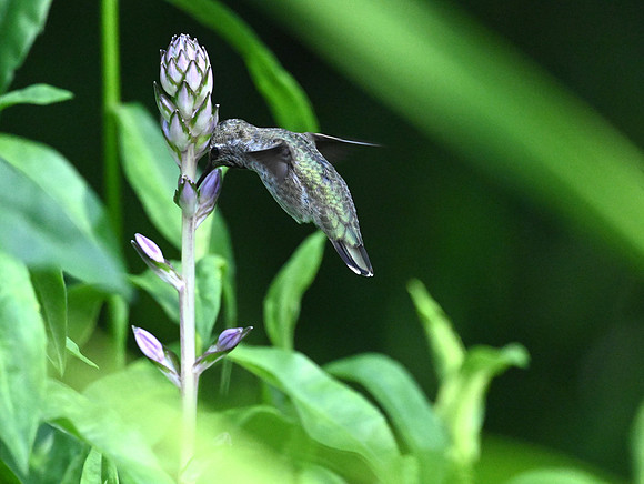 female Anna's feeding on Hosta