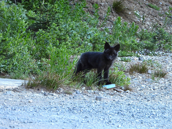Cascade fox kit 2