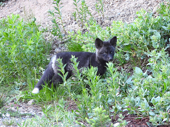 Cascade Fox Kit 4