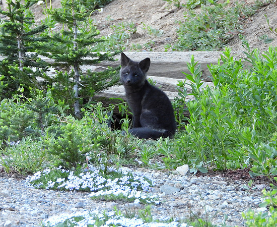 Cascade Fox Kit 5