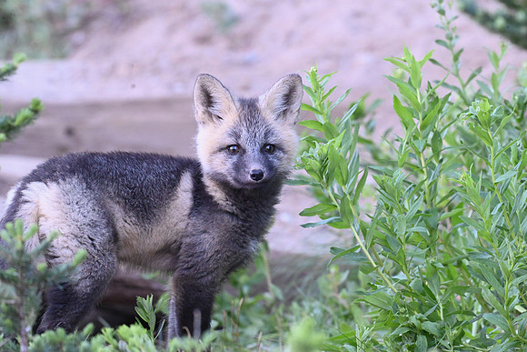 Cascade Fox Kit 7