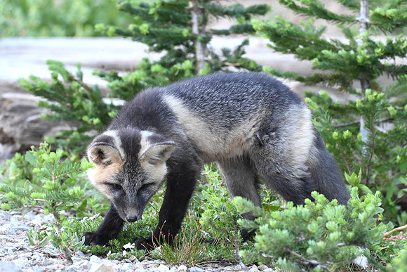 Cascade Fox Kit 8