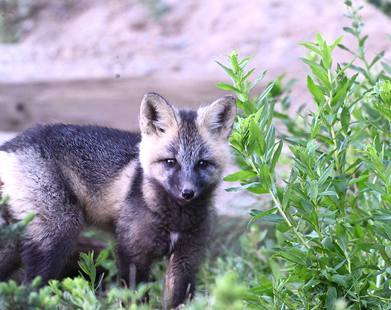 Cascade Fox Kit 9