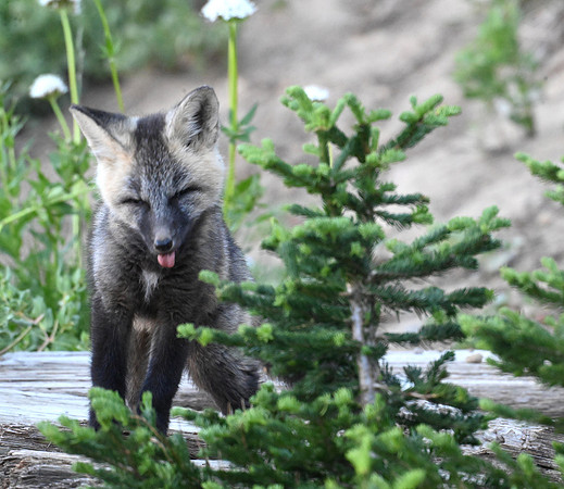 Cascade Fox Kit 11