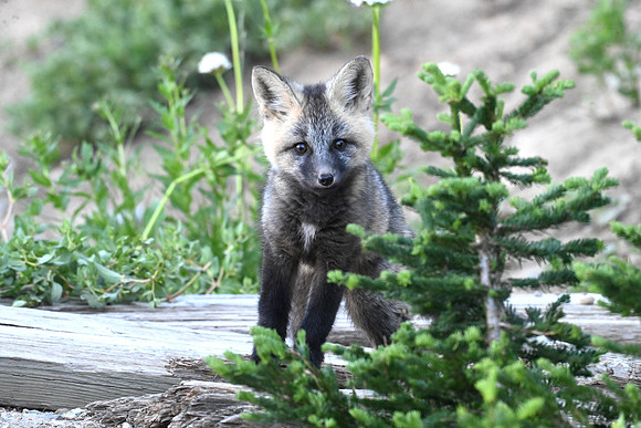Cascade Fox Kit 10